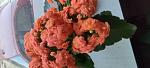     
: IMG_20220516_201102.jpg
: 2
:	74.5 
ID:	13553375