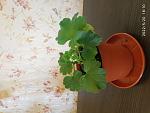     
: IMG_20220520_181015.jpg
: 4
:	95.3 
ID:	13553666