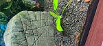     
: IMG_20220521_154915.jpg
: 6
:	155.0 
ID:	13553739