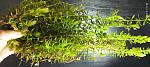     
: IMG_20220521_165815.jpg
: 10
:	149.6 
ID:	13553747