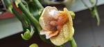     
: IMG_20220524_164030.jpg
: 1
:	51.8 
ID:	13554137