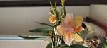     
: IMG_20220529_085944.jpg
: 1
:	53.7 
ID:	13554469