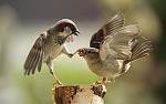     
: 3641253_original.jpg
: 36
:	73.6 
ID:	13554626