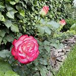     
: E52E055A-B39D-4E74-854C-B61093CEC5A7.jpg
: 17
:	112.5 
ID:	13555068