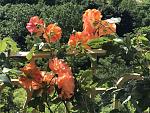    
: _viber_2022-06-04_08-31-39-308.jpg
: 10
:	201.1 
ID:	13555520