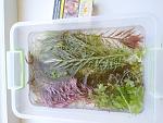     
: IMG_20220607_115914.jpg
: 12
:	157.1 
ID:	13555892