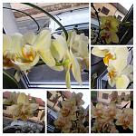     
: 20220721_204137-COLLAGE.jpg
: 8
:	255.2 
ID:	13560604