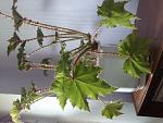     
: 20220801_101022.jpg
: 4
:	139.1 
ID:	13561747