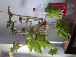     
: 20220801_101046.jpg
: 2
:	115.2 
ID:	13561748