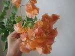     
: IMG_9872.jpg
: 21
:	88.0 
ID:	13564659