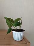     
: IMG_20220815_083409.jpg
: 34
:	46.1 
ID:	13564662