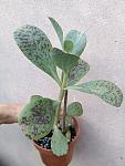     
: IMG_20220814_090739.jpg
: 9
:	87.0 
ID:	13566592