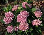     
: DSC_5960.jpg
: 25
:	224.9 
ID:	13567321