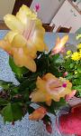     
: IMG_20221102_133616.jpg
: 6
:	89.5 
ID:	13571303