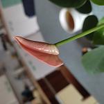     
: IMG_20221112_075941.jpg
: 4
:	49.9 
ID:	13572218