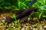     
: Ancistrus.jpg
: 21
:	85.0 
ID:	13573041