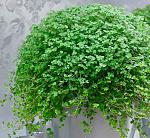     
: images---.jpg
: 14
:	259.6 
ID:	13578736