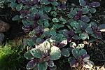     
: DSC_6025.jpg
: 30
:	198.1 
ID:	13583116