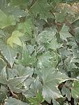     
: 12_ Hedera Yellow Ripple.jpg
: 30
:	110.4 
ID:	13583138