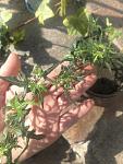     
: IMG_20220925_101410625.jpg
: 26
:	89.7 
ID:	13583145