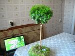     
: IMG_5507.jpg
: 16
:	156.8 
ID:	13584035