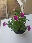     
: _viber_2023-06-02_14-09-43-589.jpg
: 9
:	66.3 
ID:	13585547