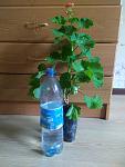     
: IMG_20230618_124605.jpg
: 9
:	90.5 
ID:	13586973