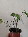     
: IMG_20230612_130109.jpg
: 15
:	137.8 
ID:	13586975