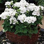     
: pealargonium-multibloom-white.jpg
: 12
:	73.5 
ID:	13586978