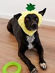     
: dog_1.jpg
: 18
:	88.7 
ID:	13587199