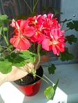     
: IMG_20230704_083642.jpg
: 9
:	79.2 
ID:	13587719