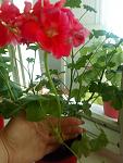     
: IMG_20230704_083748.jpg
: 8
:	79.7 
ID:	13587720