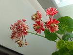     
: IMG_20230704_084240.jpg
: 7
:	96.6 
ID:	13587722