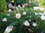    
: IMG_20230730_180416.jpg
: 16
:	303.5 
ID:	13589342