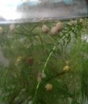     
: 08-17_12-06-47-185.jpg
: 10
:	60.1 
ID:	13590443