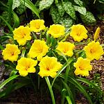     
: hemerocallis_mini_stella-500x500.jpg
: 17
:	114.0 
ID:	13592456