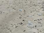     
: IMG_20230929_125917.jpg
: 10
:	273.4 
ID:	13592817