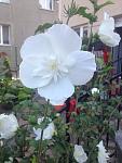     
: White Chiffon_2.JPG
: 26
:	83.2 
ID:	13594529