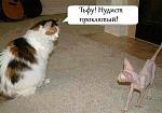     
: 58042204.jpg
: 6
:	44.3 
ID:	13598568