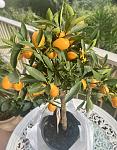     
: IMG_1417.jpg
: 8
:	81.9 
ID:	13601852