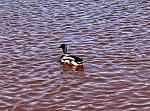     
: IMG_3202.jpg
: 19
:	185.3 
ID:	13602973
