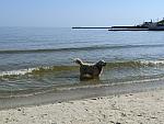     
: IMG_20240410_223111_029.jpg
: 10
:	121.7 
ID:	13603615