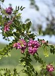     
: IMG_3587.jpg
: 13
:	60.5 
ID:	13605276