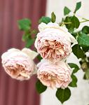     
: IMG_3533.jpg
: 10
:	46.0 
ID:	13605282