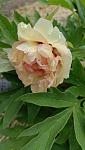     
: IMG20240511173506_BURST001.jpg
: 16
:	64.5 
ID:	13605411