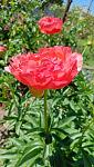     
: IMG20240510141318.jpg
: 18
:	116.3 
ID:	13605413