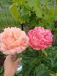     
: 20240513_083540.jpg
: 23
:	131.9 
ID:	13605595
