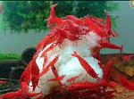     
: IMG_20221211_204024_1.jpg
: 5
:	55.1 
ID:	13606823