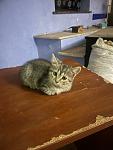     
: IMG_0064.jpg
: 32
:	39.0 
ID:	13607531