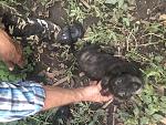     
: IMG_1800.jpg
: 9
:	231.5 
ID:	13610298